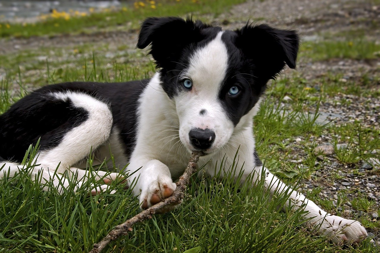 Qual è Il migliore satellitare per cani?