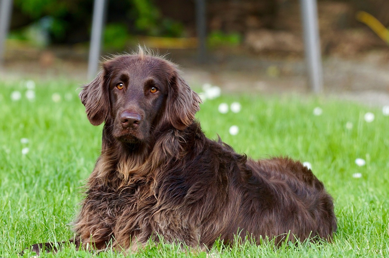 Scopri Come funziona Airtag per cani