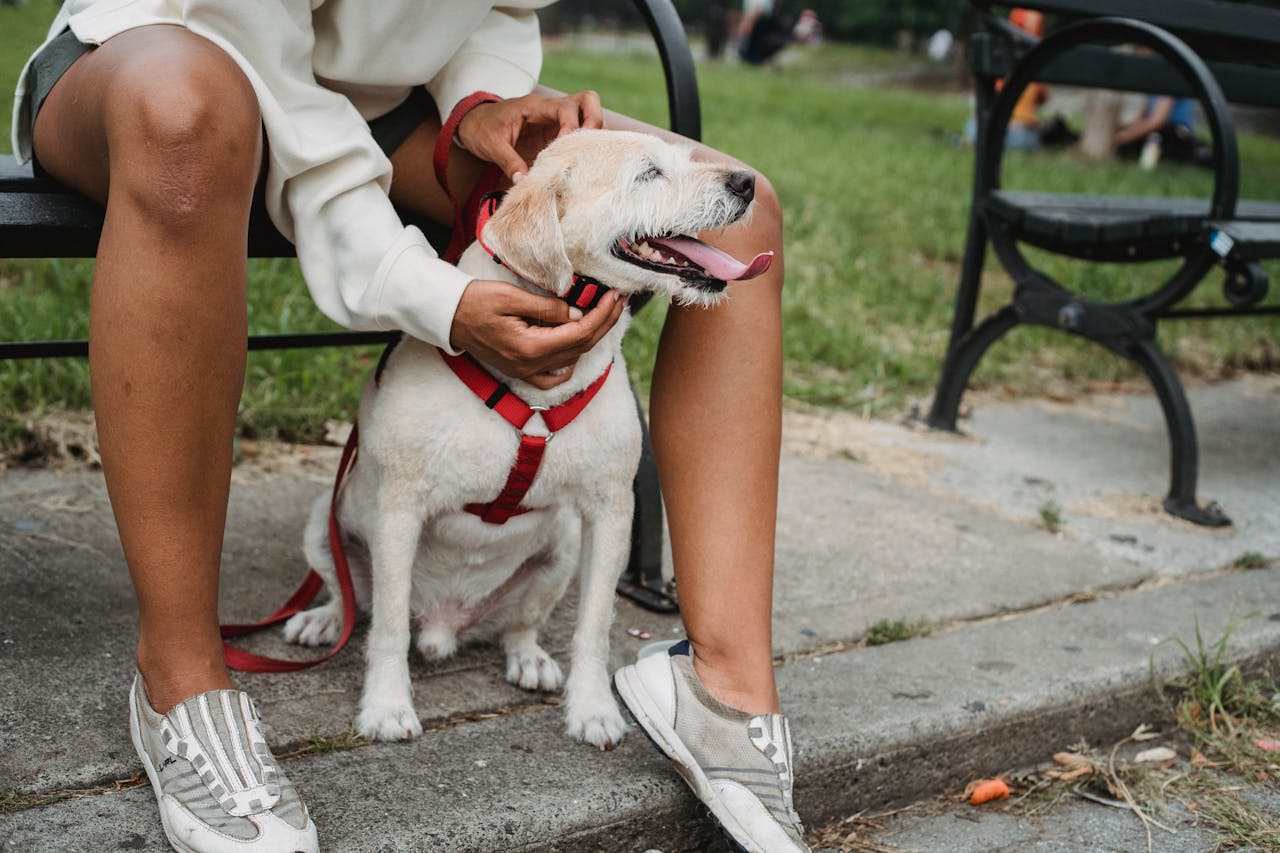 Ecco come mettere il gps al cane